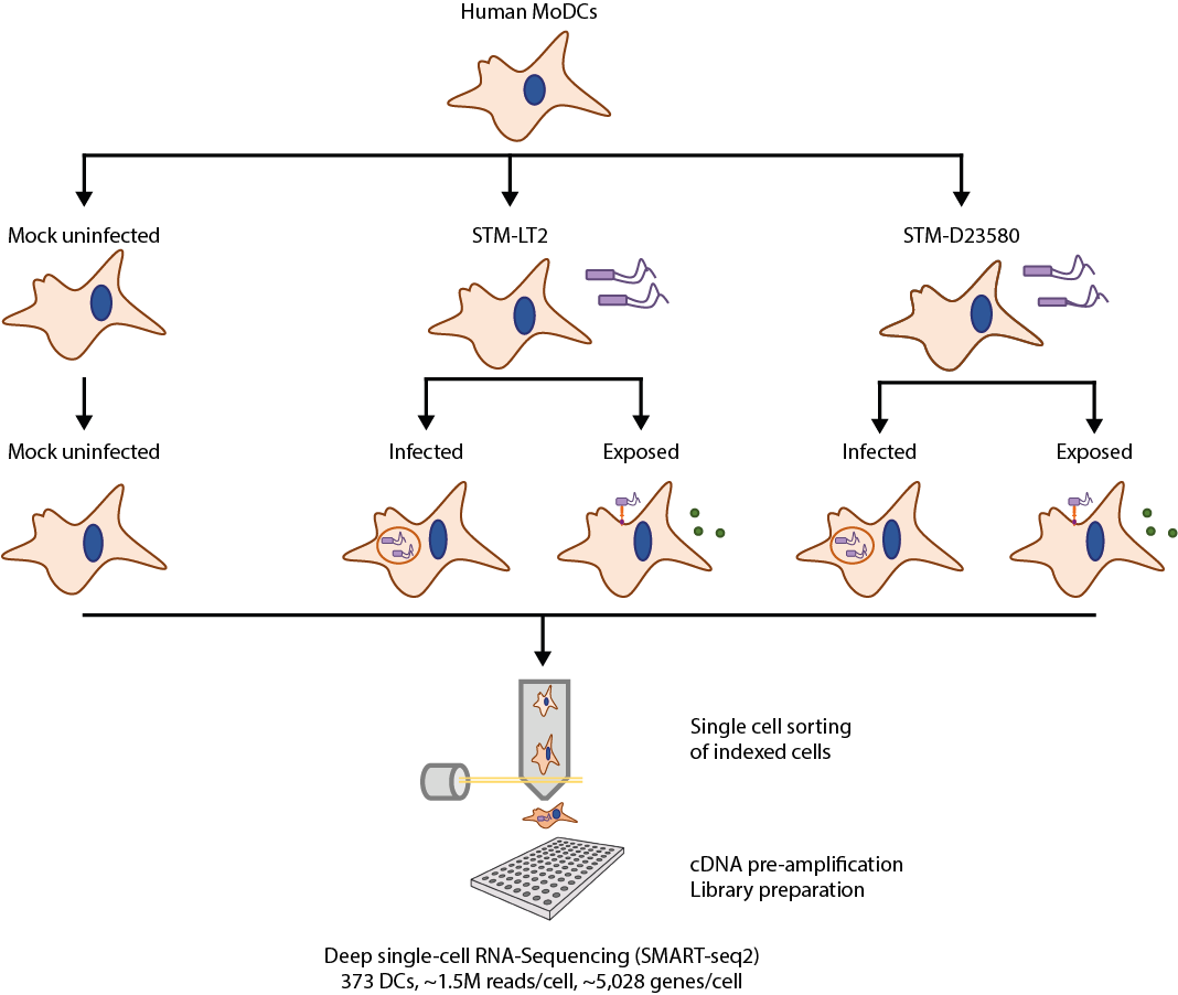 Experimental design